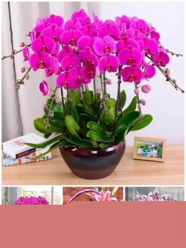 泉州市鲜花卉店长辈送礼蝴蝶兰水果篮鲤城区石狮晋江南安惠安县