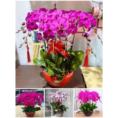 南宁市开花卉店春节日元宵送礼蝴蝶惠兰中秋节隆安武鸣马山上林县