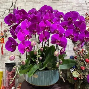 宝鸡市鲜花卉店生日送礼蝴蝶兰水果篮渭滨金台陈仓千阳陇麟游县乔