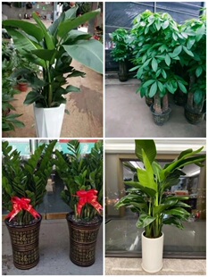 百色市花卉盆栽店绿萝植物发财金钱树31右江田阳东县平果德保靖西