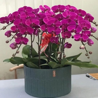 常德市鲜花卉店节生日送礼蝴蝶兰水果篮武陵区临澧县桃源汉寿安乡