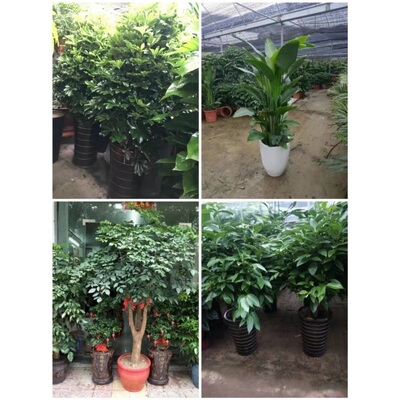 丹东市花卉盆栽店绿萝植物招发财金钱树18振兴东港凤城宽甸县元宝
