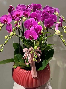 承德市鲜花卉店送蝴蝶兰水果篮双桥双滦区兴隆县宽城隆化过年花1