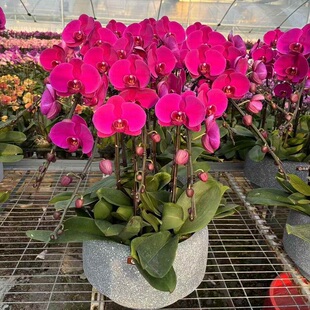 厦门市开花卉店春节日元宵送蝴蝶惠兰思明区湖里集美同安过年花1