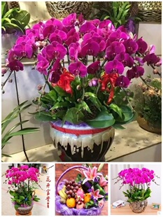 淄博市鲜花卉店领导送礼蝴蝶兰水果篮张店区临淄川周村桓台高青