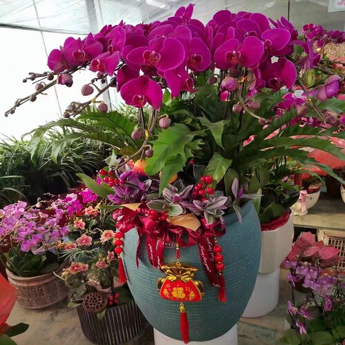 个旧市鲜花卉店过年元宵送礼大惠蝴蝶兰开远泸西蒙自绿春建水石1