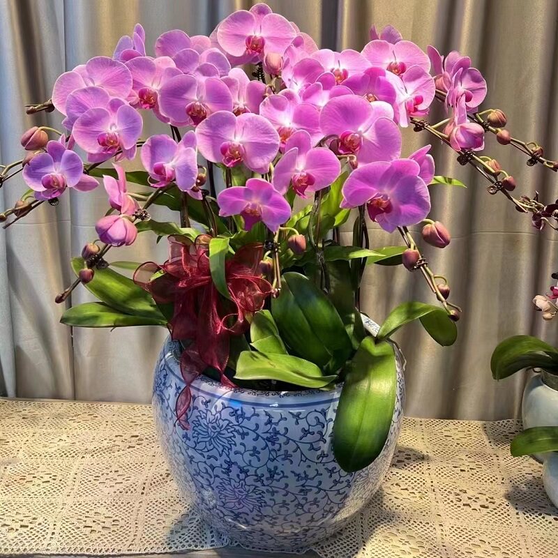 新余市鲜花卉店过年元宵送礼大惠蝴蝶兰渝水区分宜县黄金万两百1