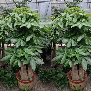 重庆市花卉盆栽店植物招发财树2潼南梁平城口丰都垫江县天堂鸟