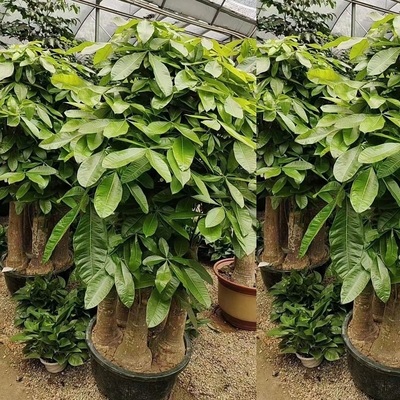 黄冈市花卉盆栽店植物招发财树26州团凤浠水蕲春梅英山县天堂鸟