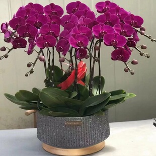 益阳市鲜花卉店节生日送礼蝴蝶兰水果篮赫山资阳区沅桃江南县安化