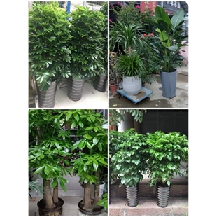 宜昌市花卉盆栽店绿植物发财金钱树2西陵点军秭归远安兴山长阳县