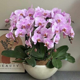 淄博市鲜花卉店送蝴蝶兰水果篮张店区临淄川周村桓台高青过年花1