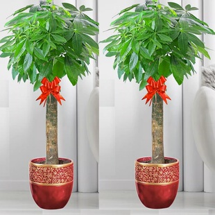 昆明市花卉盆栽店绿植物发财金钱树26安宁晋宁富民嵩明石林县寻甸