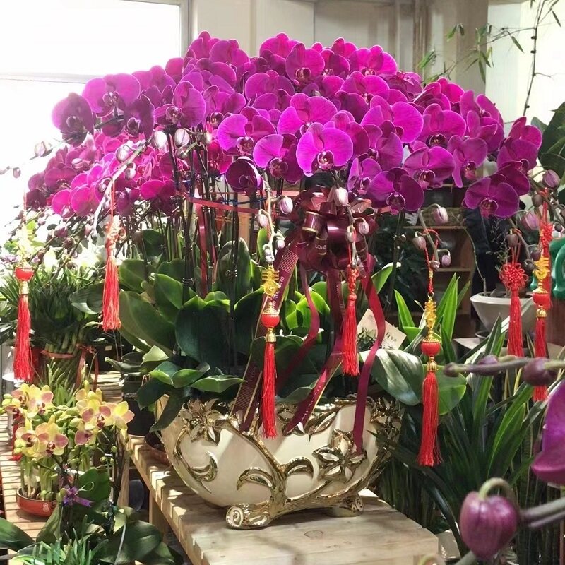 玉林市鲜花卉店开业张送礼蝴蝶兰水果篮玉州区福绵兴业容县北流