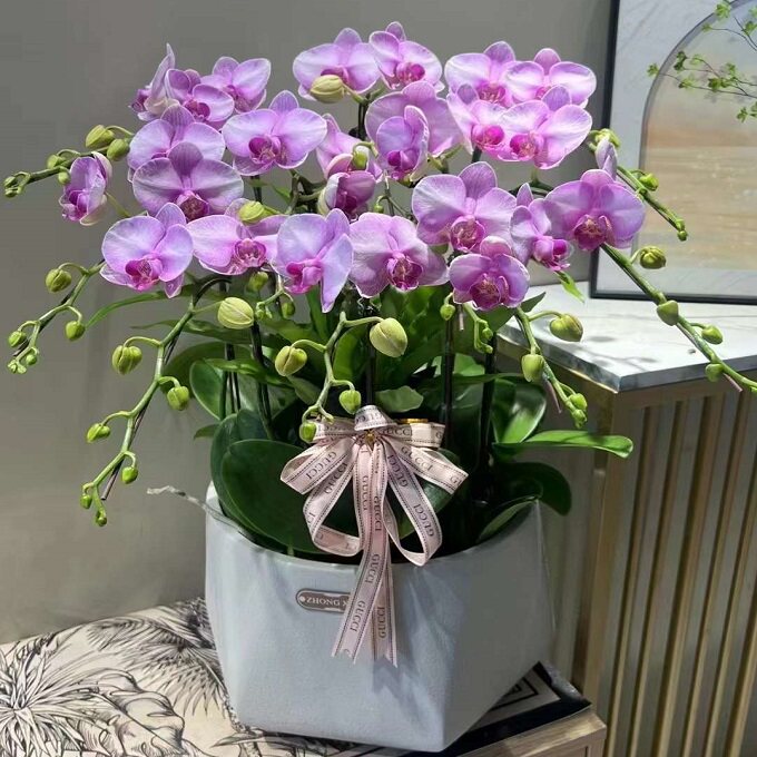 阜新市鲜花卉店送蝴蝶兰水果篮海州区锦州丹东本溪抚顺市过年花1