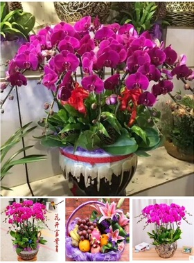 宜昌市鲜花卉店国庆节送礼蝴蝶兰水果篮西陵区兴山宜都当阳枝江