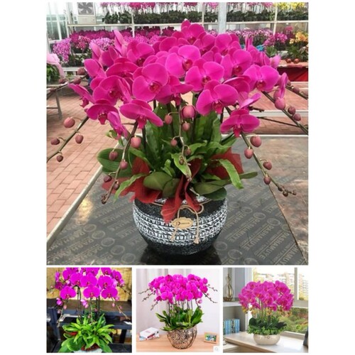 三明市开花卉店春节日元宵送礼蝴蝶惠兰中秋节大田宁化建宁尤溪县