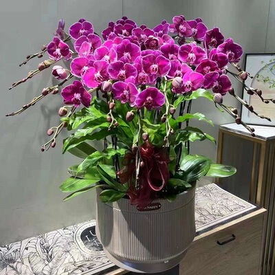 乌鲁木齐市鲜花卉店送蝴蝶兰水果篮米东区伊宁哈密昌吉市过年花1