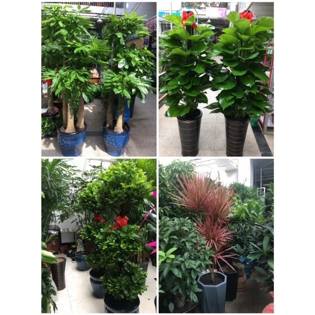 乌兰察布市花卉盆栽店绿萝植物发财金钱树18集宁区丰镇化德商都县