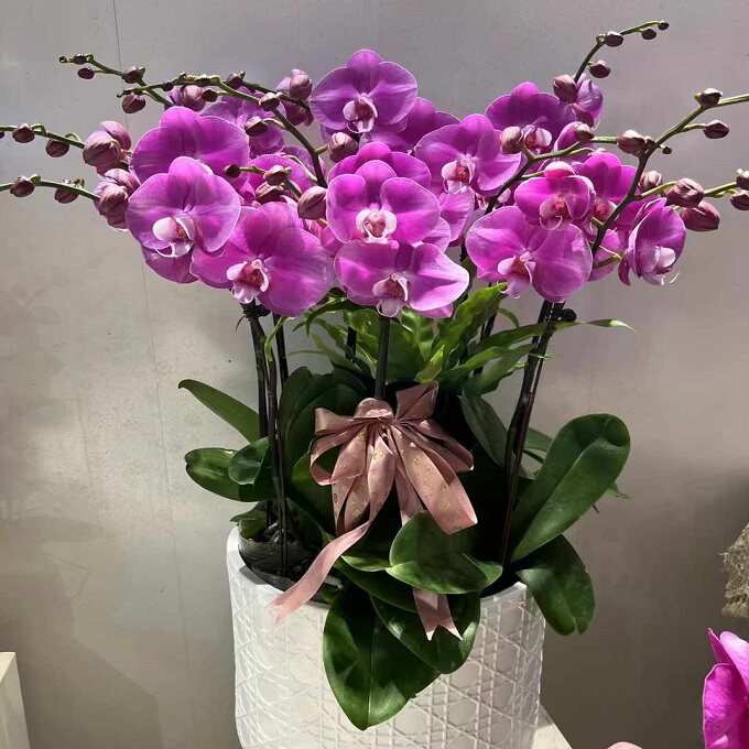 沈阳市鲜花卉店送蝴蝶兰水果篮沈河区东陵新城子于洪新民过年花1