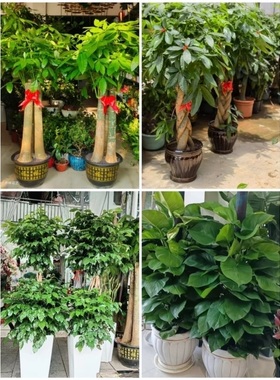 保山市花卉盆栽店绿萝植物发财金钱树35隆阳区施甸腾冲龙陵昌宁县