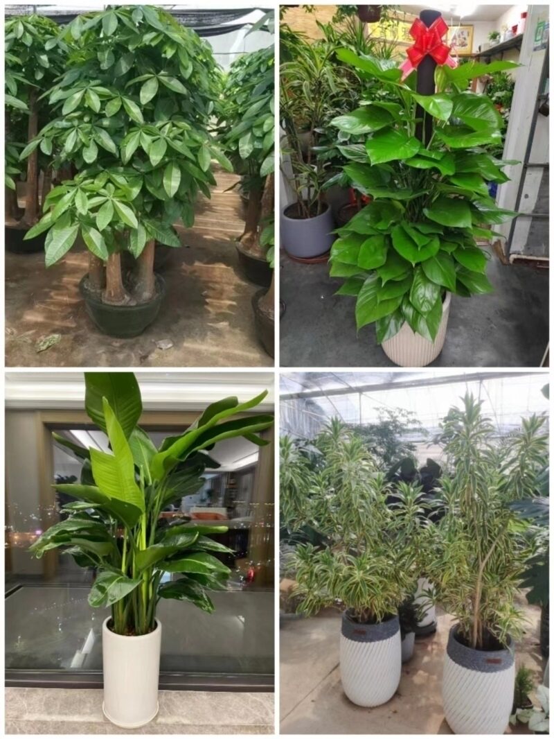 沈阳市花卉盆栽店绿萝植物招发财金钱树12和平新民法库辽中康平县