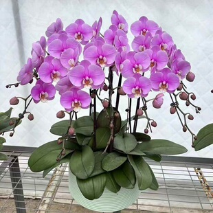洛阳市鲜花卉店送蝴蝶兰水果篮吉利区宜阳伊川宁汝阳偃师过年花1