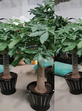 陇南市花卉盆栽店绿萝植招发财天堂鸟66武都区成县两当西和宕昌