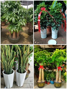 淮北市花卉盆栽店绿萝植物招发财摇金钱树93杜集相山烈山区濉溪县