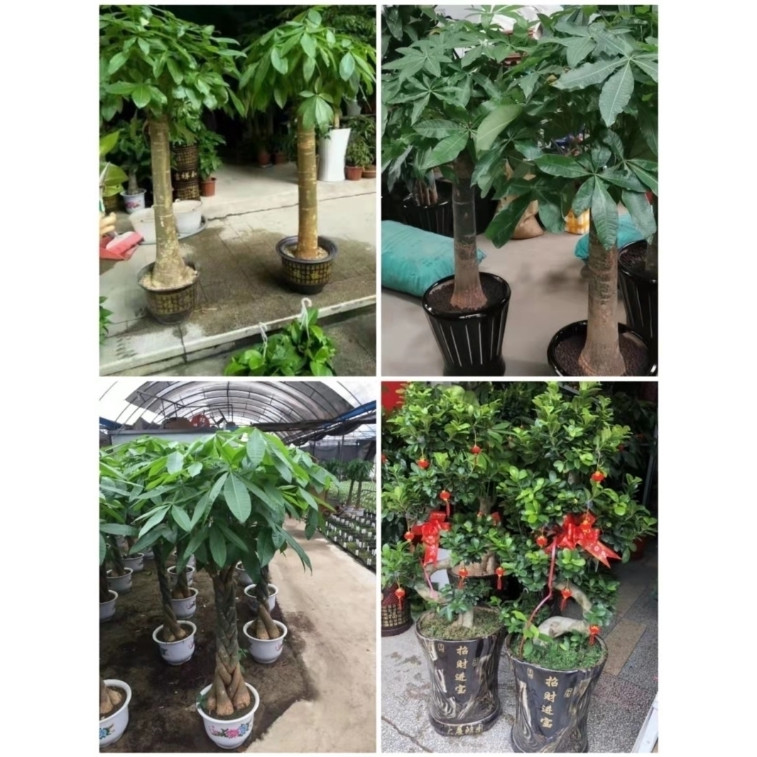 长沙市花卉盆栽店绿萝植物发财金钱树岳麓雨花区浏阳望城宁乡县1