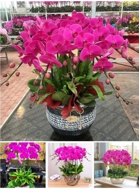 宁德市开花卉店春节日元宵送礼蝴蝶大惠兰开业张蕉城福安柘荣古田