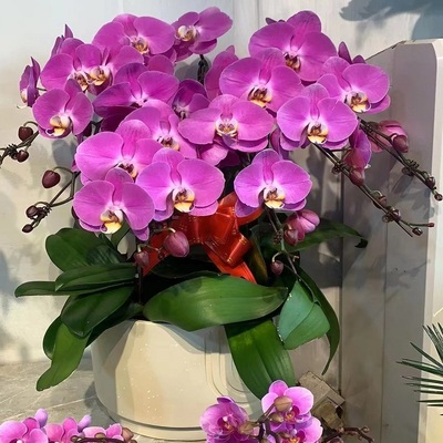 湛江市鲜花卉店开业张送礼蝴蝶兰水果篮赤坎霞山坡头麻章廉江雷州