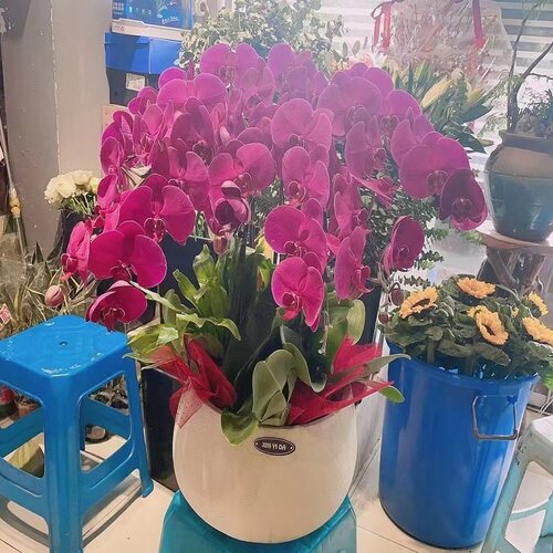 运城市开花卉店春节日元宵送礼蝴蝶大惠兰开业张新绛夏稷山芮城县