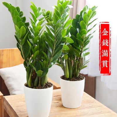 通化市花卉盆栽店天堂鸟发财金钱树26东昌梅河口集安辉南柳河县