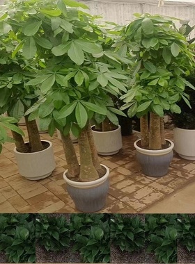 盘锦市花卉盆栽店植物发财树32双台子区兴隆台盘山大洼县天堂鸟