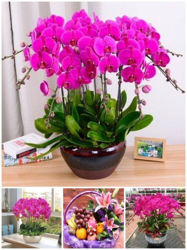 长春市鲜花卉店国庆节送礼蝴蝶兰水果篮朝阳宽城绿园德惠九台榆树