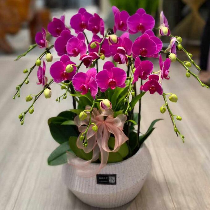 天津市鲜花卉店送蝴蝶兰水果篮和平南开红桥东丽西青北辰过年花1