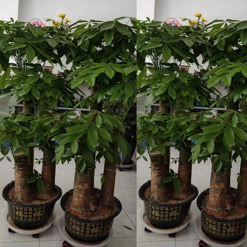 聊城市花卉盆栽店绿萝植发财天堂鸟66东昌府临清高唐阳谷茌平县