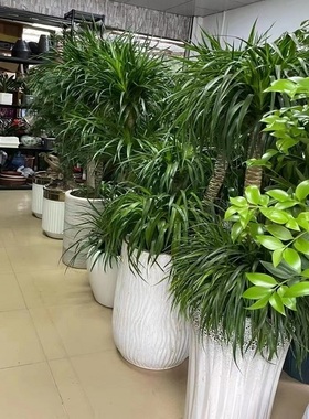 梅州市花卉盆栽店植物发财树32梅江区兴宁大埔丰顺五华县天堂鸟
