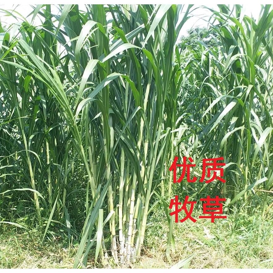 金牧粮草桂牧一号红甜象3号巨菌草种芽苗养牛羊牧草苗王