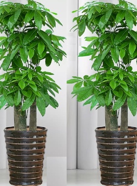 南京市花卉盆栽店绿植物发财金钱树26秦淮浦口栖霞江宁溧水高淳县