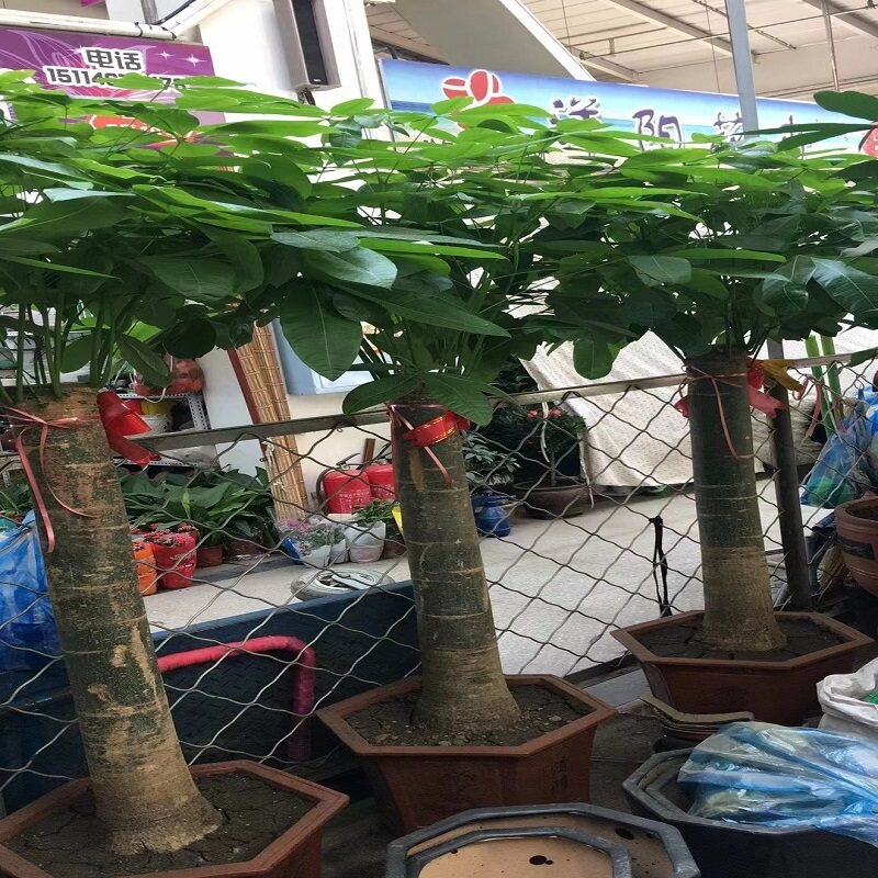河源市花卉盆栽店绿萝植发财天堂鸟66源城区龙川连平和平东源县