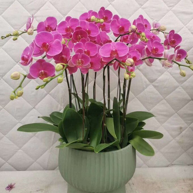 河源市鲜花卉店送蝴蝶兰水果篮源城区老隆镇龙川县和平县过年花1