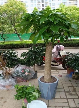 保山市花卉盆栽店植物发财树26隆阳区施甸腾冲龙陵昌宁县天堂鸟