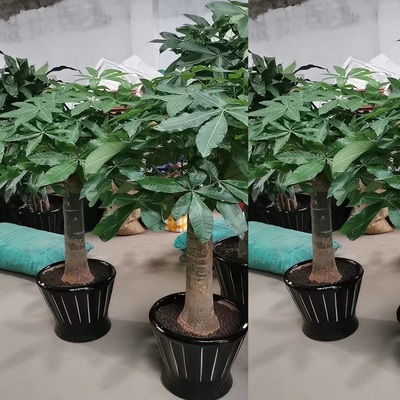 黄山市花卉盆栽店绿萝植招发财天堂鸟66屯溪徽州黟歙县休宁祁门