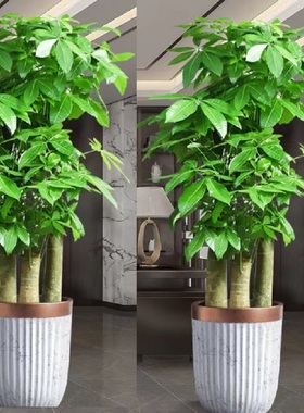 娄底市花卉盆栽店天堂鸟发财金钱树26星区冷水江涟源新化双峰县