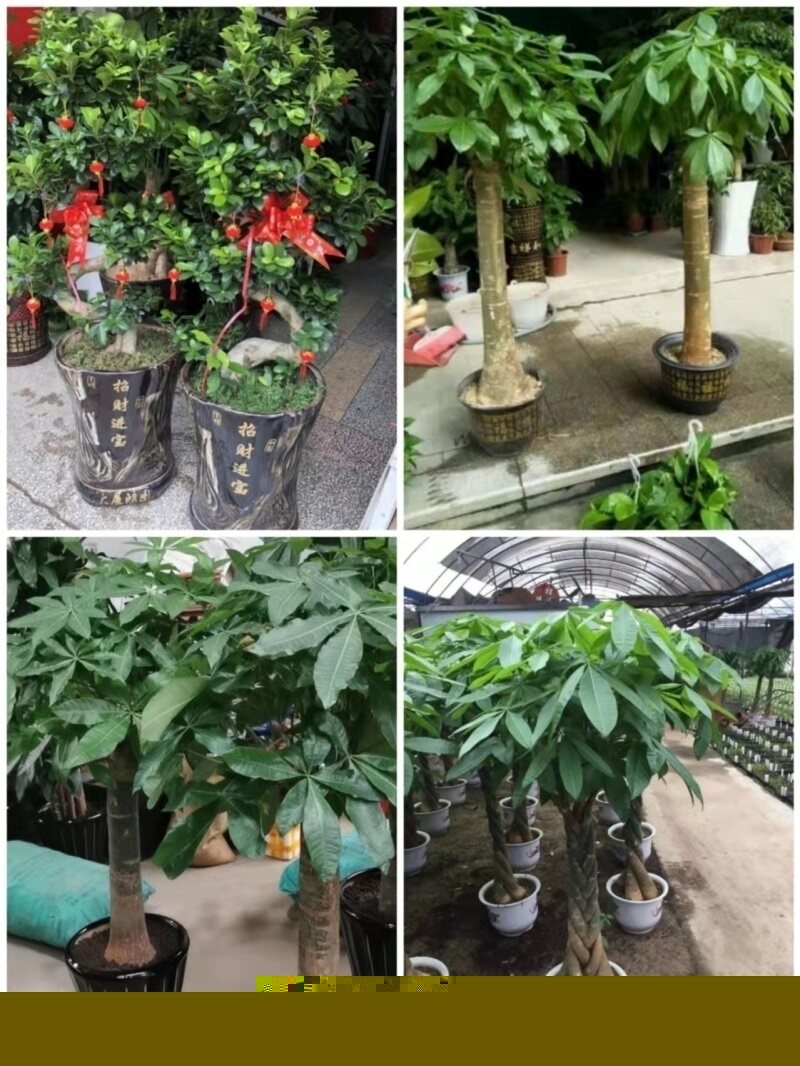 安庆市花卉盆栽店绿萝植物招发财金钱树62桐城宿松怀宁枞阳潜山县