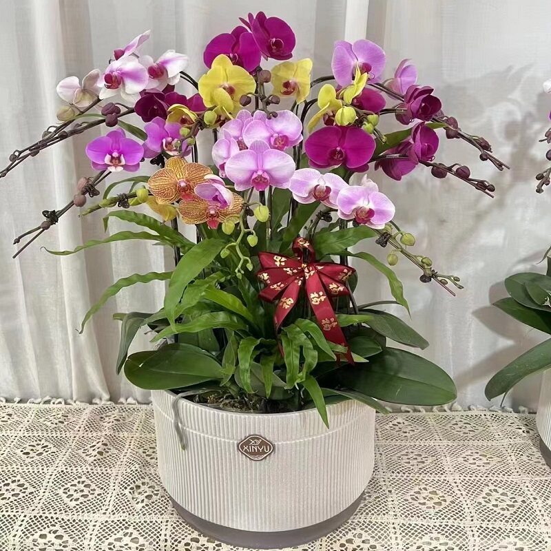 漯河市鲜花卉店过年元宵送礼大惠蝴蝶兰郾城源汇召陵区舞阳林颖1