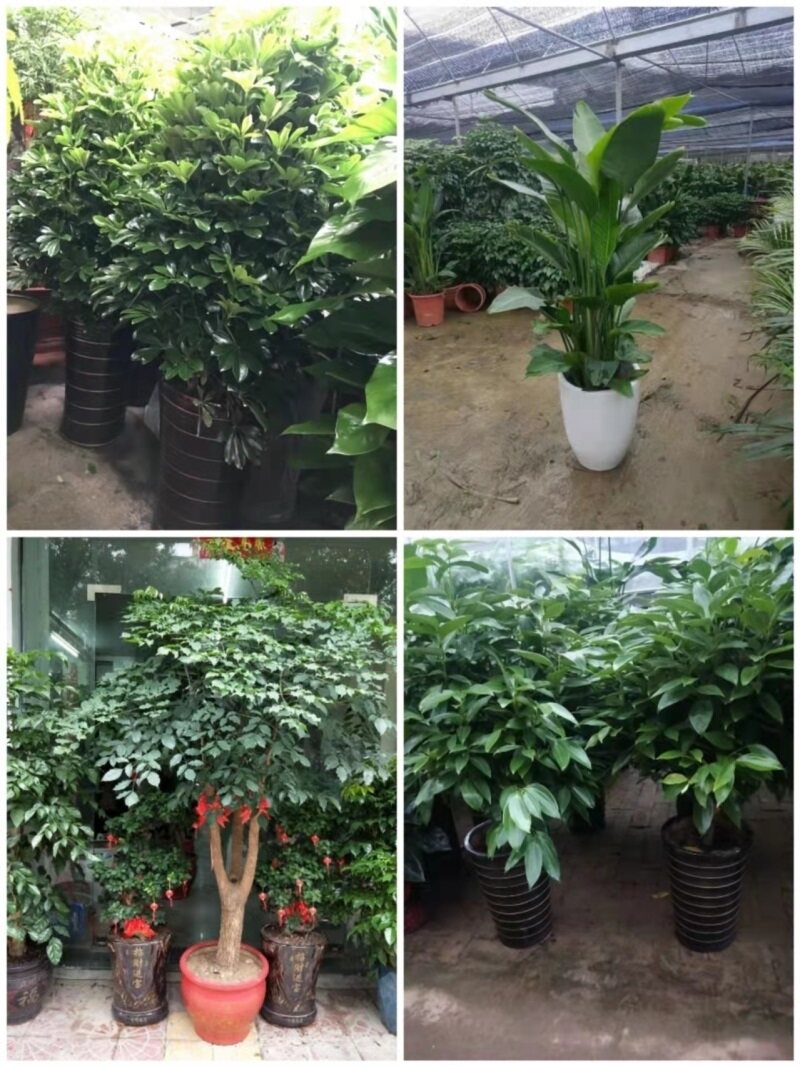 阜阳市花卉盆栽店室内绿萝植物招发财金钱幸福树天堂鸟91太和县