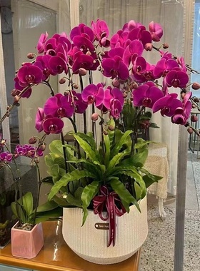 漯河市鲜花卉店节生日送礼蝴蝶兰水果篮郾城源汇召陵区舞阳县林颖